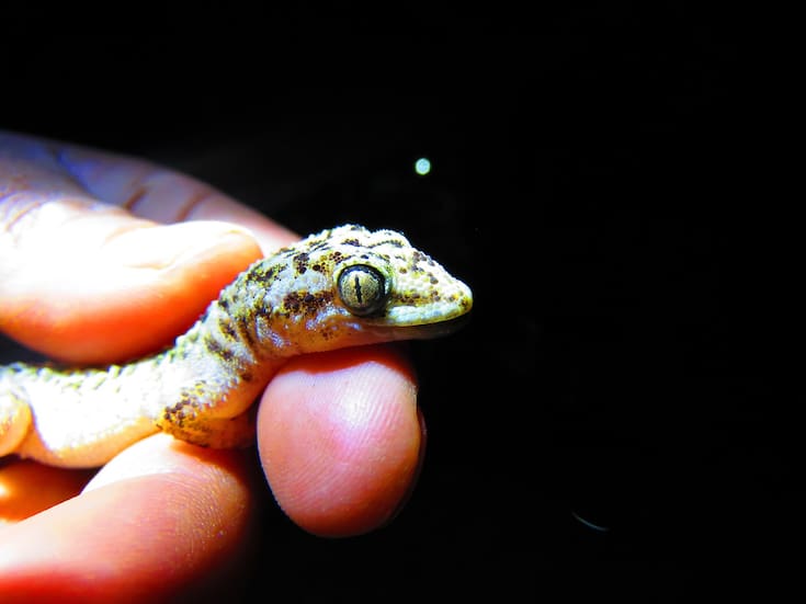 Confirman una nueva especie en México, el registro oficial de un reptil endémico en Tehuacán-Cuicatlán marca un avance para la ciencia y la conservación