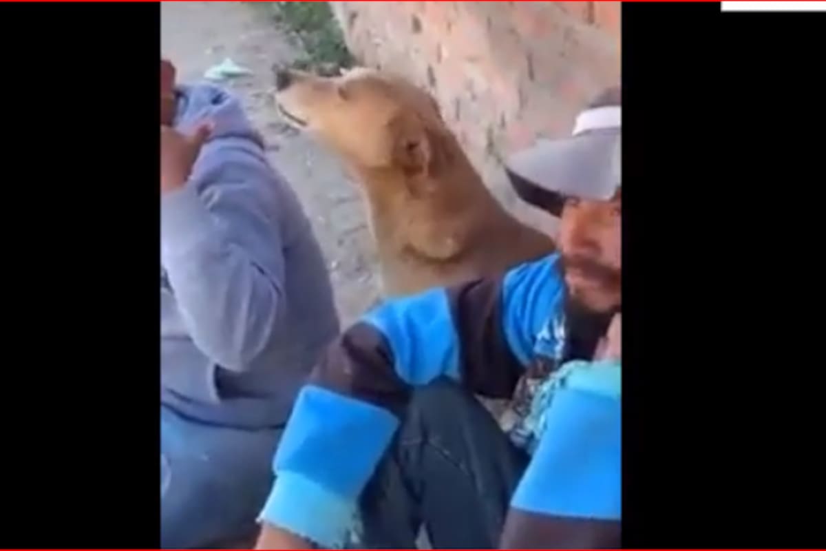 Perro “llora” canción “Si ya olvidaste mi amor” de Los Temerarios y se viraliza