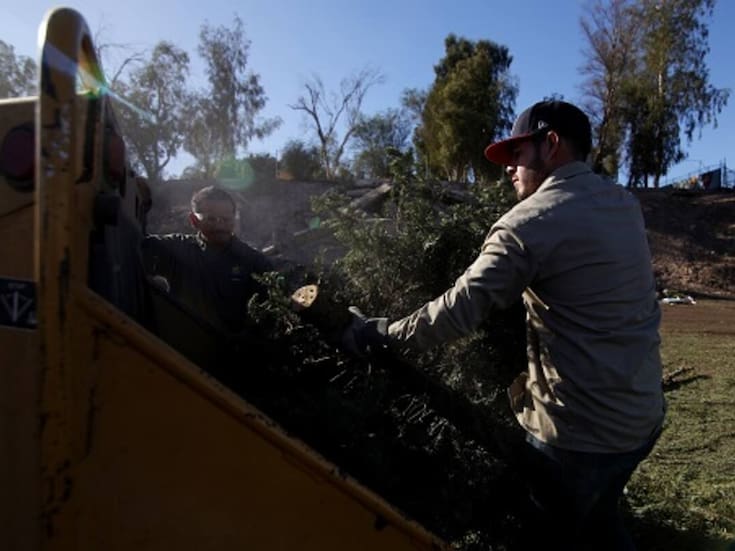 Invitan a reciclar árboles navideños en SLRC