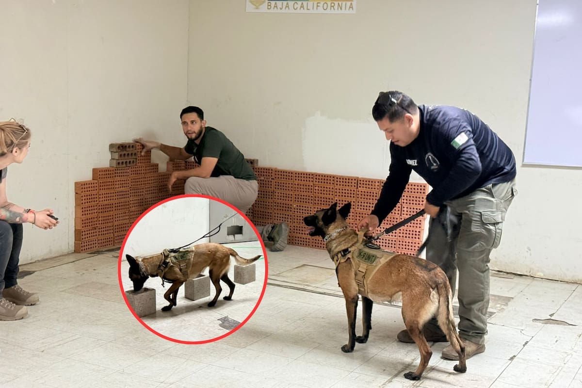 Perros de búsqueda en BC refuerzan su entrenamiento para localizar personas desaparecidas