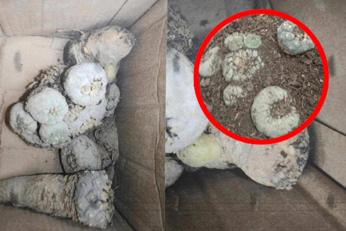 Aseguran 8 cactáceas protegidas en el aeropuerto de Querétaro