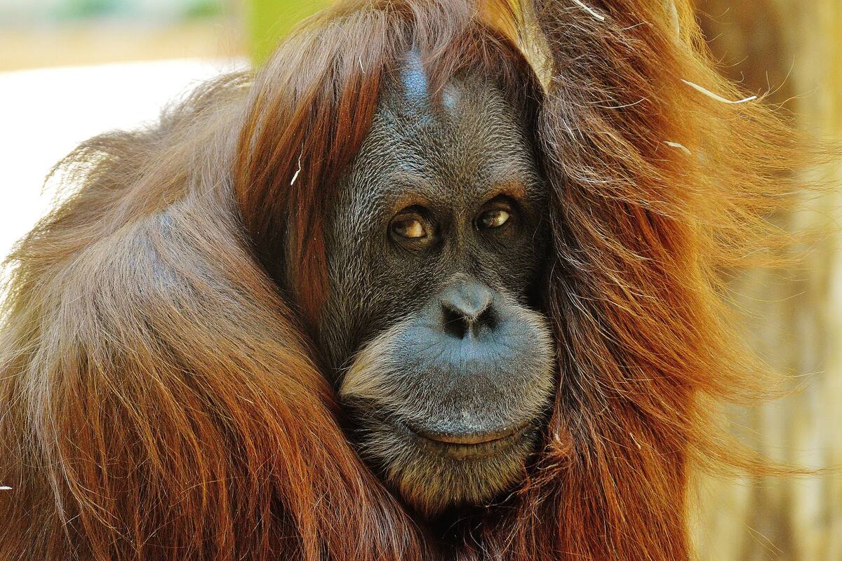 Orangutanes podrían estar cerca de hacer herramientas de piedra