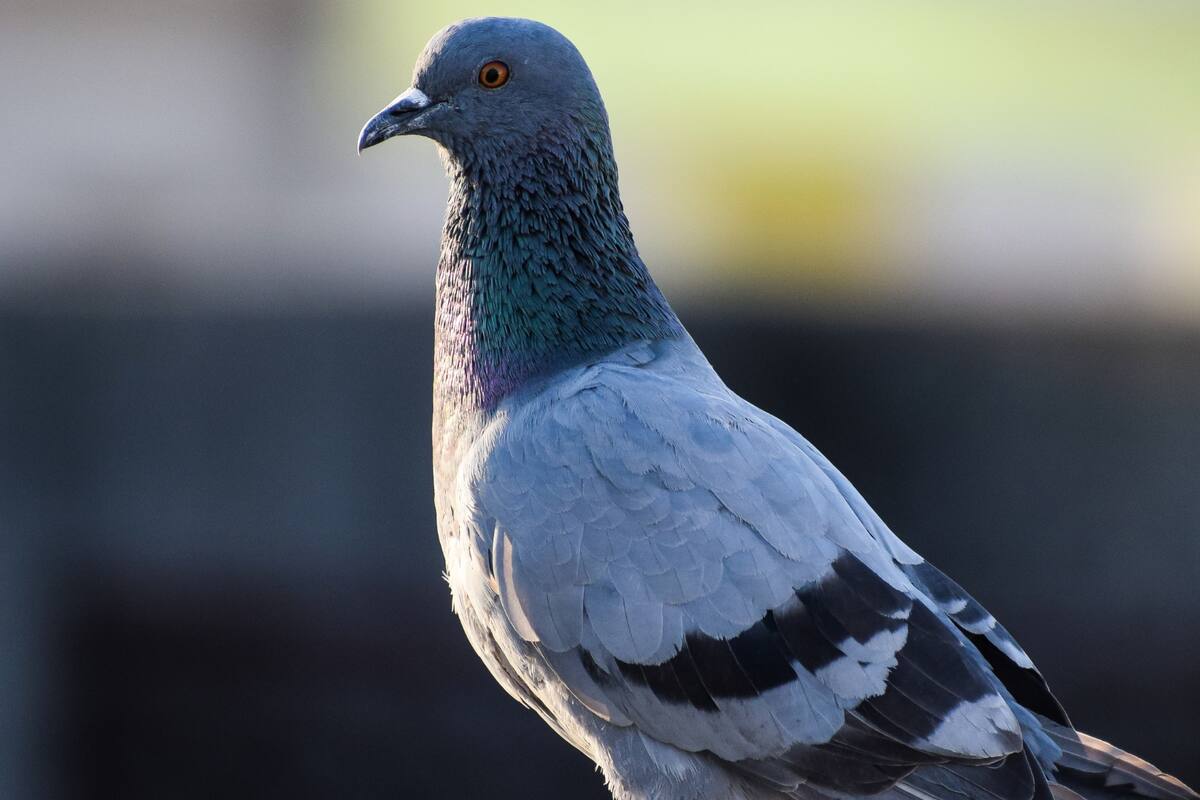 Hombre irá a prisión luego de torturar a palomas: Quemaba los ojos de las aves con un mechero