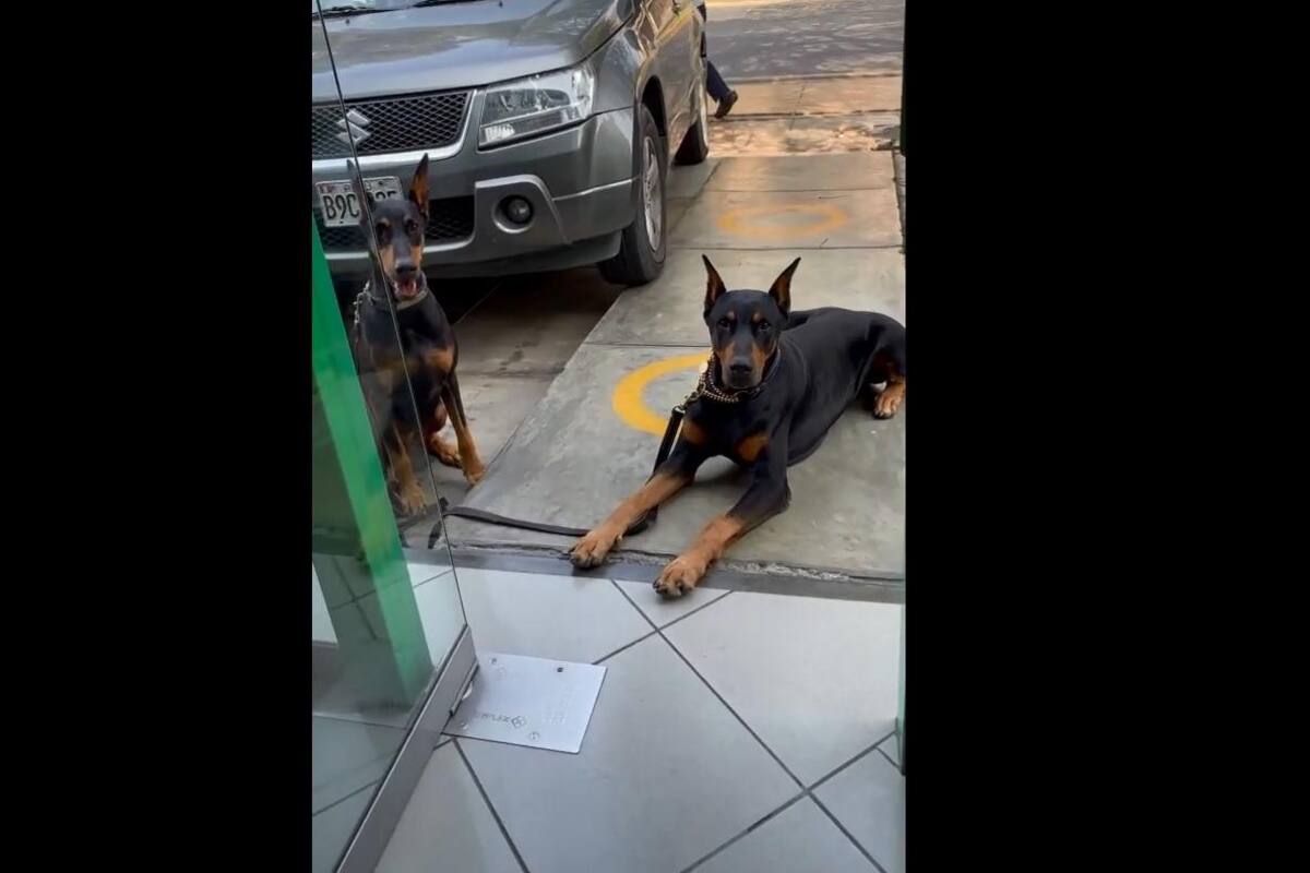 VIDEO TIKTOK: Perros acompañan a su dueña al cajero para protegerla