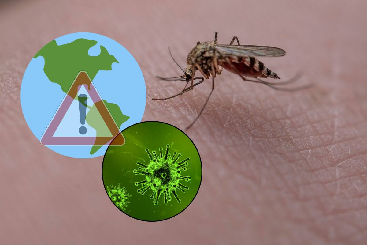 Detectan más casos y muertes del virus Oropuche en América Latina y Europa: ¿Qué es y en dónde hay infectados?