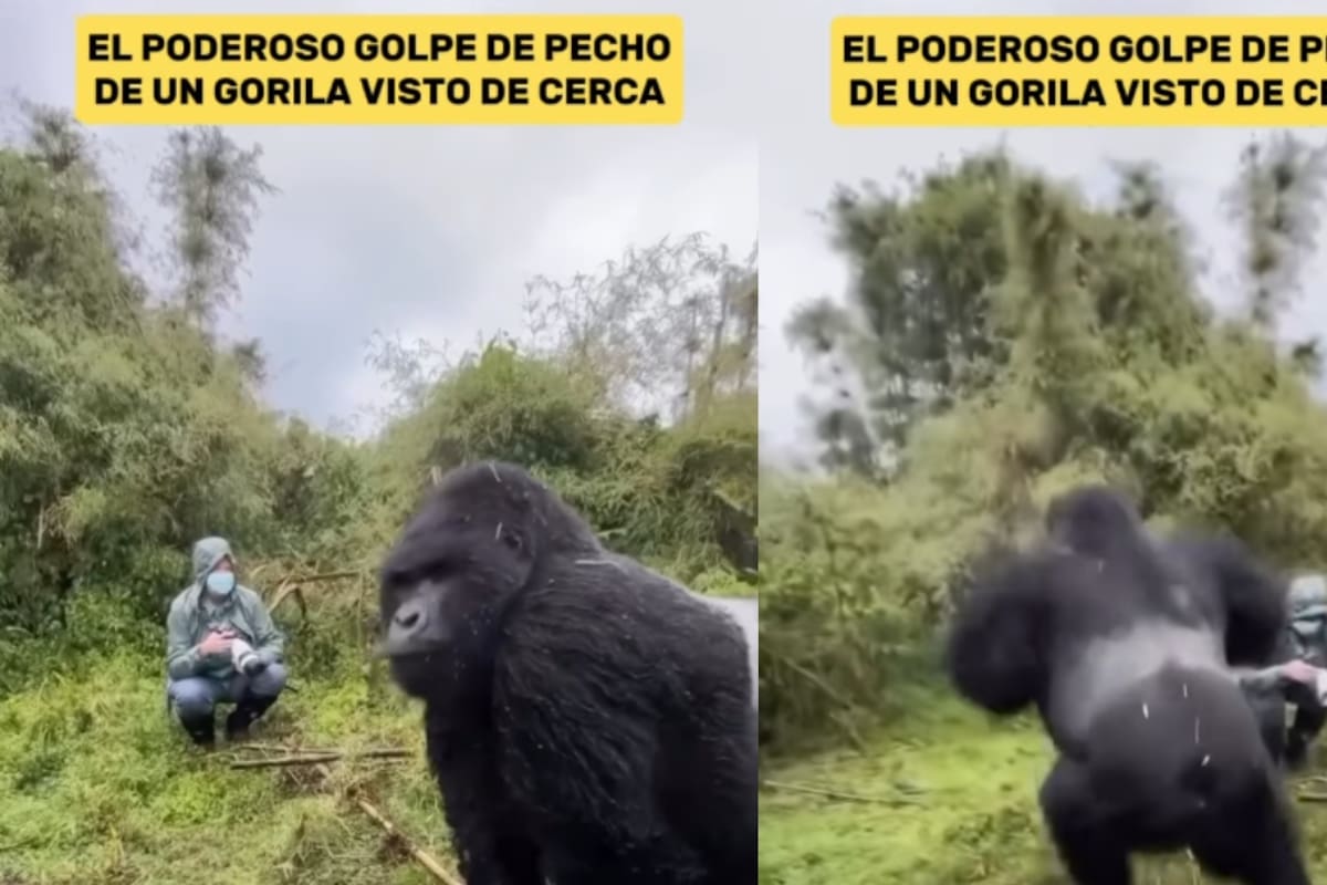 IMPRESIONANTE: Captan el momento exacto donde un gorila realiza un poderoso golpe de pecho