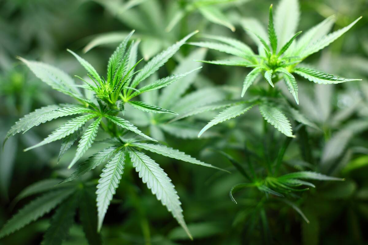 Aseguran más de 8 mil plantas de mariguana en Michoacán
