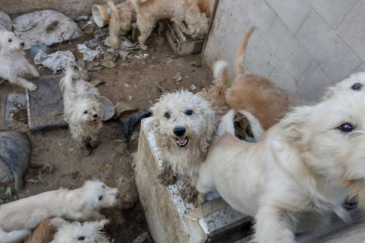 Se judicializan tres casos de maltrato animal