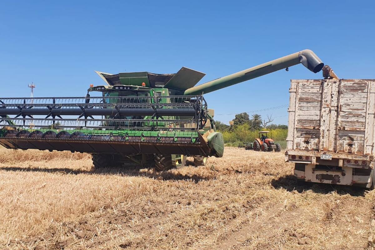 Les va bien con el trigo en el Valle del Yaqui