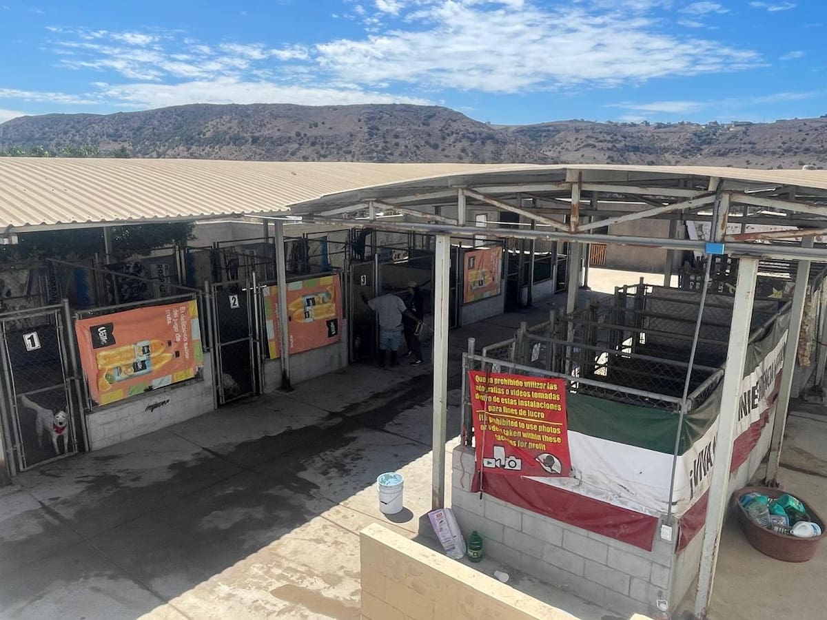 En este 2025 se realizaron cerca de mil esterilizaciones para evitar la proliferación de perros y gatos callejeros. Foto: Carmen Gutierrez