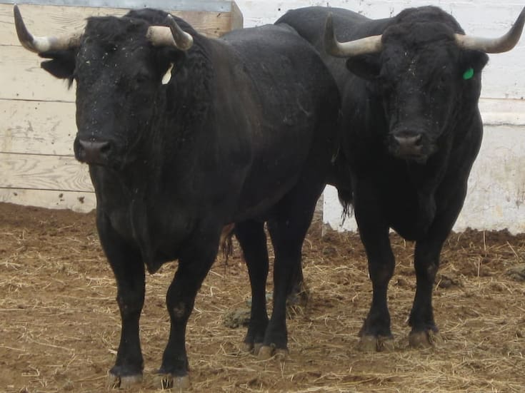 Se mantiene abierto litigio contra corridas de toros en Tijuana