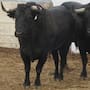 Corridas de toros en Tijuana siguen suspendidas; animalistas esperan resolución judicial