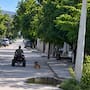 Indignación en Álamos, Sonora: circula video donde arrastran cruelmente a un perro y la comunidad exige actuar contra el maltrato animal