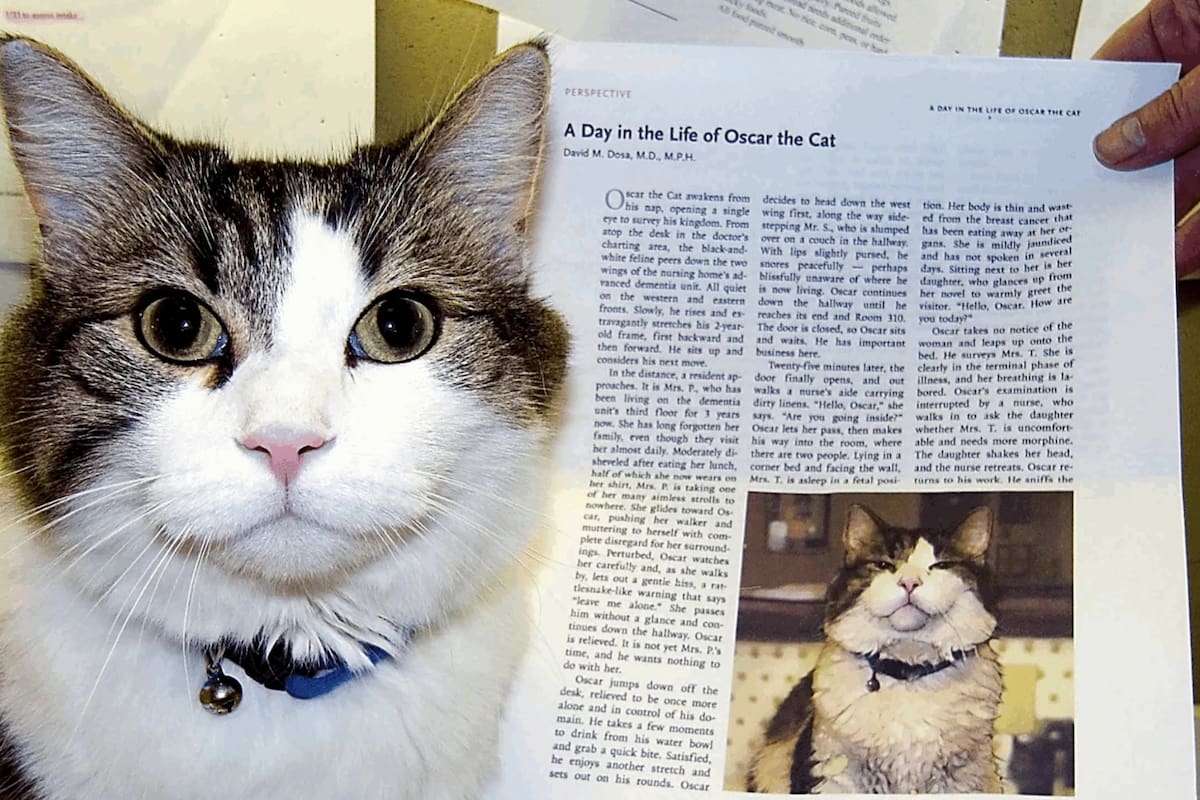 Óscar, el gato que predice la muerte: Un enigma médico