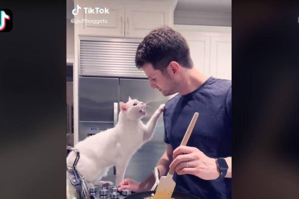 Con este noble gesto gatita le pide comida a su dueño y se viraliza en TikTok