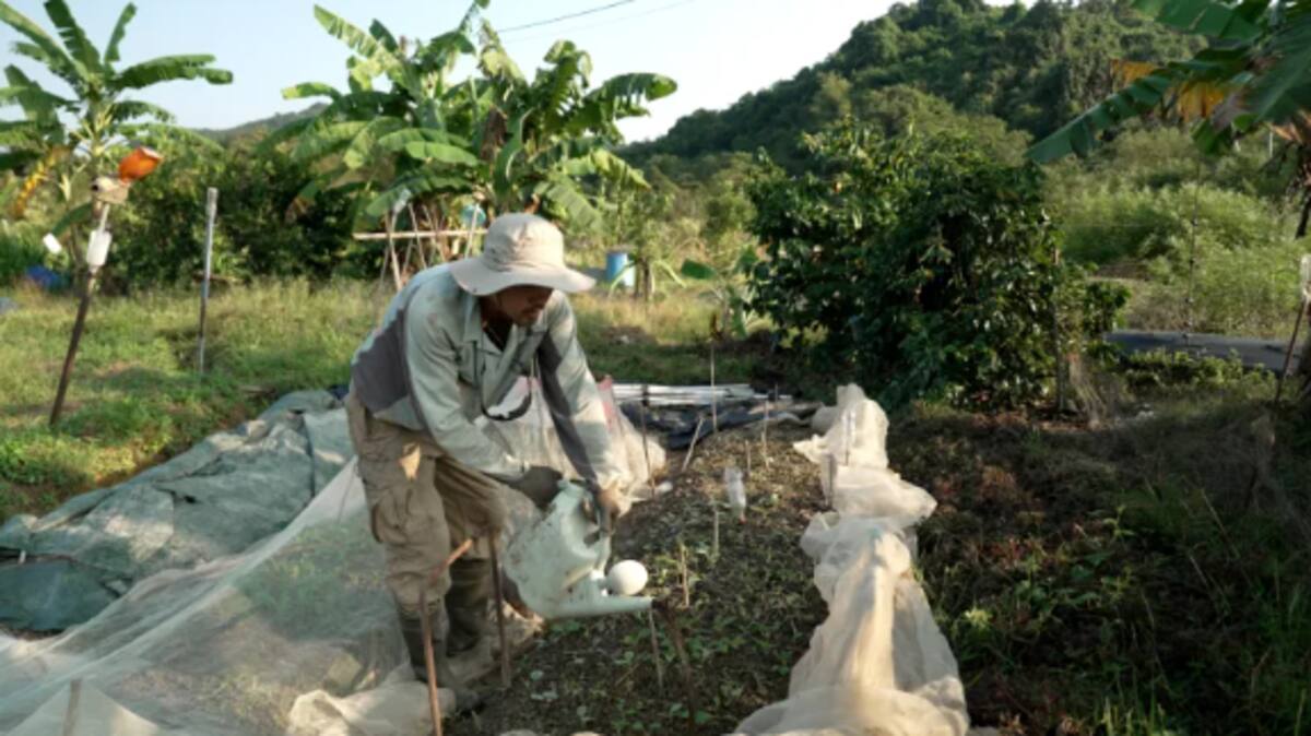 En 2015, Ah Him Tsang se trasladó con su familia a Lai Chi Wo, atraído por su ritmo de vida tranquilo y su interés en la agricultura. Su esperanza es que "la próxima generación" de habitantes aprenda de la historia del pueblo y adopte un estilo de vida sostenible para el futuro. / CNN.
