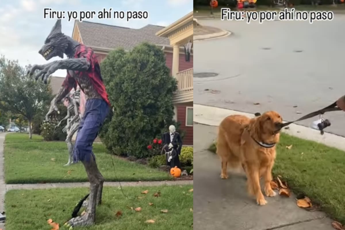 “El perro: Yo sí quiero vivir, muchas gracias.”: Perro se vuelve viral al negarse a cruzar por un adorno gigante de hombre lobo