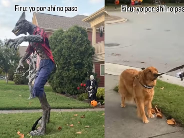 “El perro: Yo sí quiero vivir, muchas gracias.”: Perro se vuelve viral al negarse a cruzar por un adorno gigante de hombre lobo