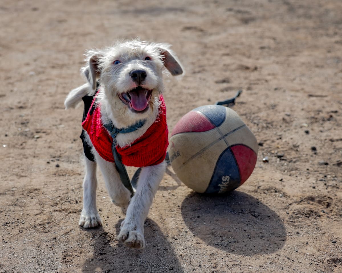 A la orilla de lo que hoy es una de las principales vialidades en Mexicali, el Río Nuevo, Alfredo Raygoza decidió establecerse con una pequeña casa de madera y acompañado de su perrita Paloma l Foto: Javier Gallegos