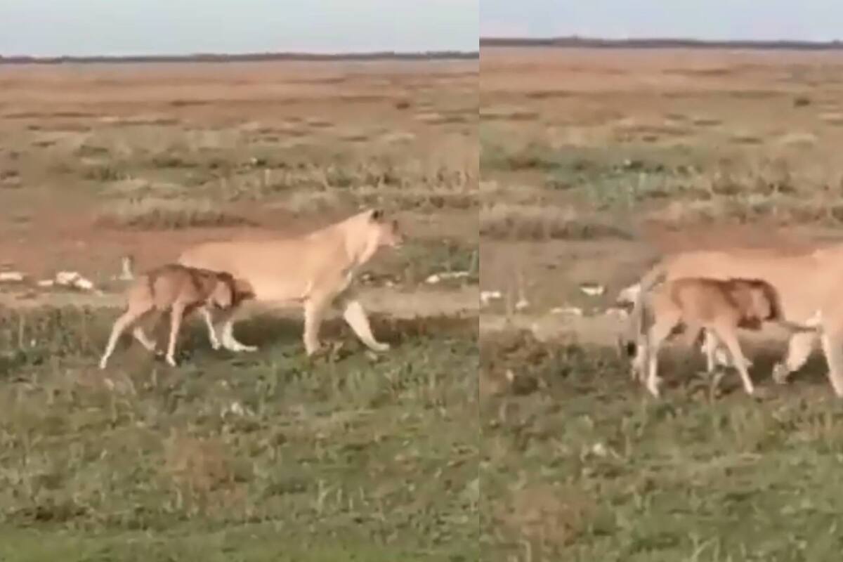 Video viral: Leona escolta a una cría de ñu a un lugar seguro
