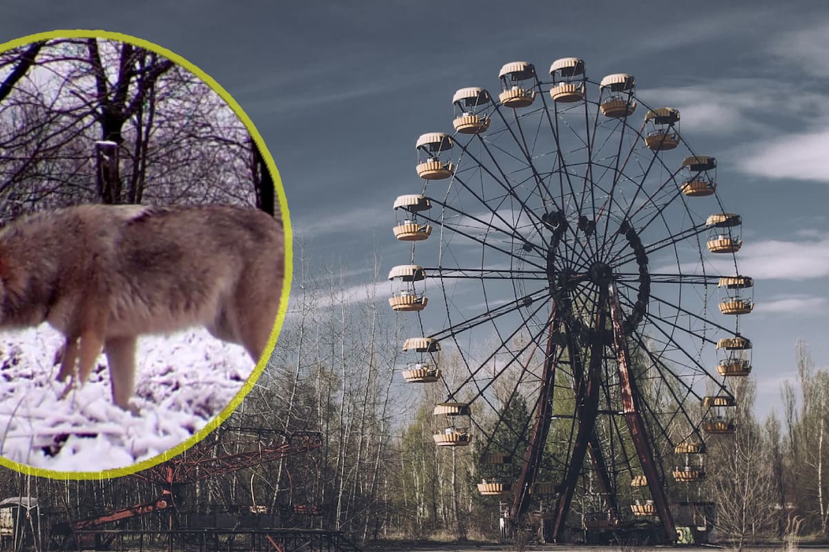 Lobos mutantes de Chernobyl han desarrollado resistencia al cáncer: estudio