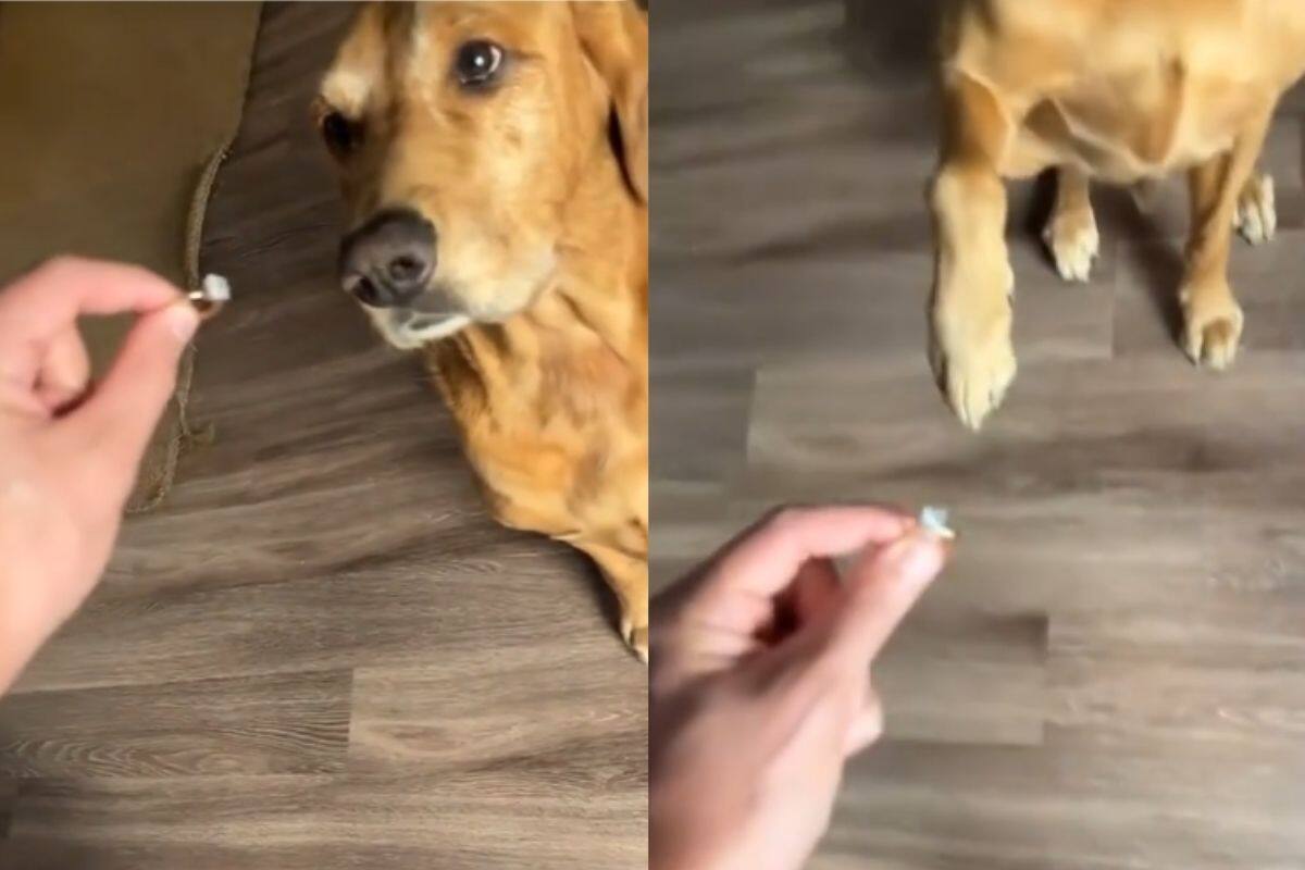 Así reaccionó un perro tras ver el anillo de compromiso de la novia de este hombre