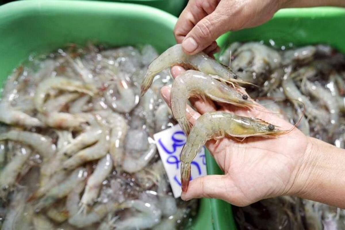 Alertan por restos de coronavirus en camarón importado desde China