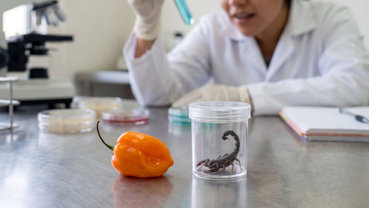 Científicos de la UNAM descubren en el veneno de un alacrán y en el chile habanero tres nuevos antibióticos capaces de combatir la tuberculosis y bacterias resistentes que causan miles de muertes en hospitales de todo el mundo cada año