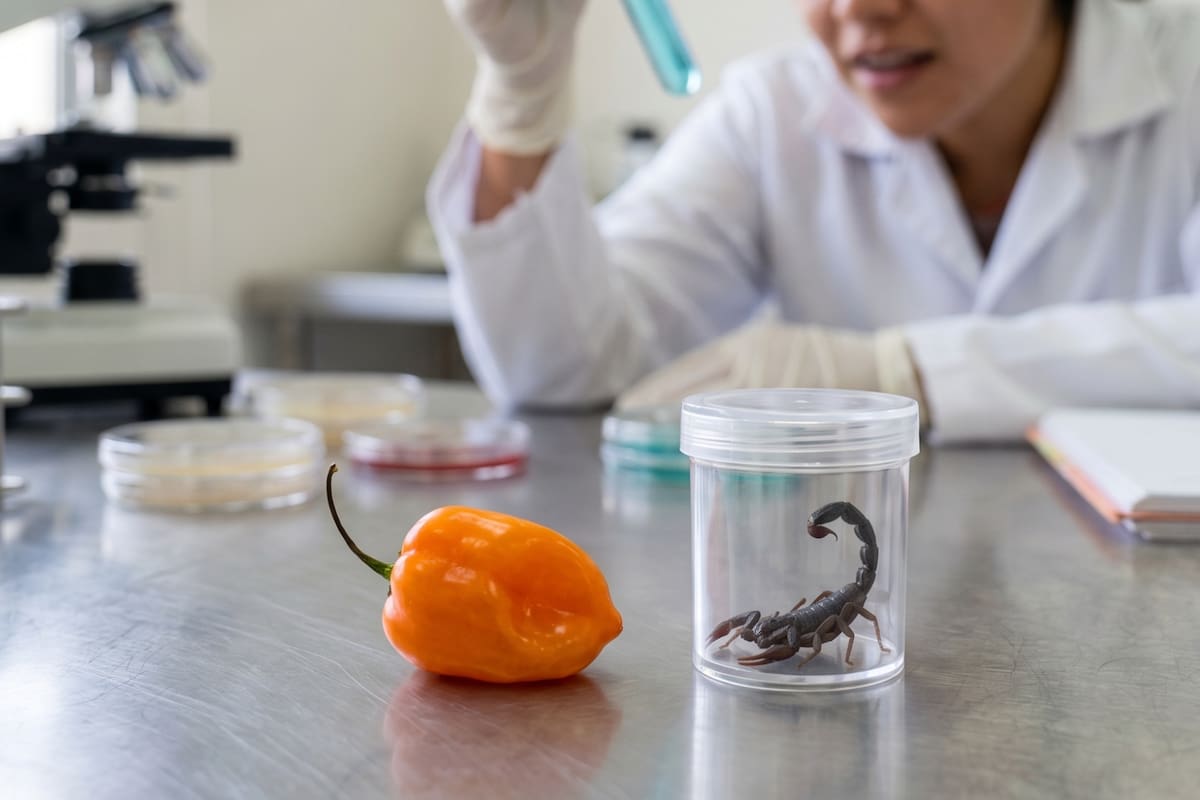 Científicos de la UNAM descubren en el veneno de un alacrán y en el chile habanero tres nuevos antibióticos capaces de combatir la tuberculosis y bacterias resistentes que causan miles de muertes en hospitales de todo el mundo cada año