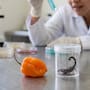 Científicos de la UNAM descubren en el veneno de un alacrán y en el chile habanero tres nuevos antibióticos capaces de combatir la tuberculosis y bacterias resistentes que causan miles de muertes en hospitales de todo el mundo cada año