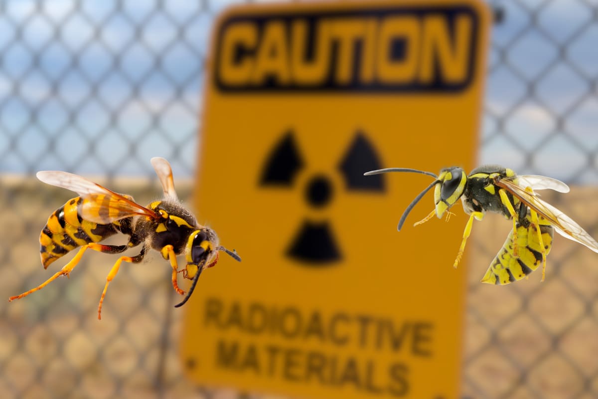 Encuentran nido de avispas con altos niveles de radiación en planta nuclear de Carolina del Sur