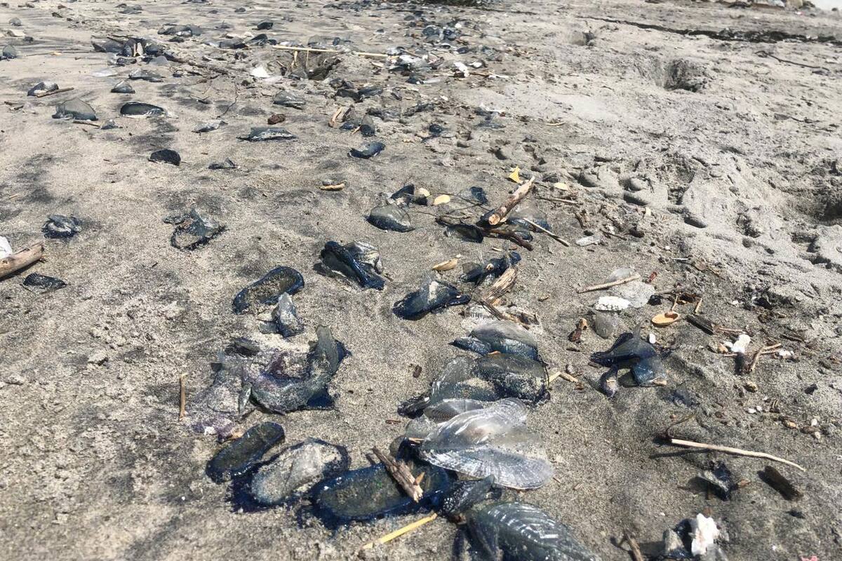 Impiden medusas acceso a playa Centro de Rosarito