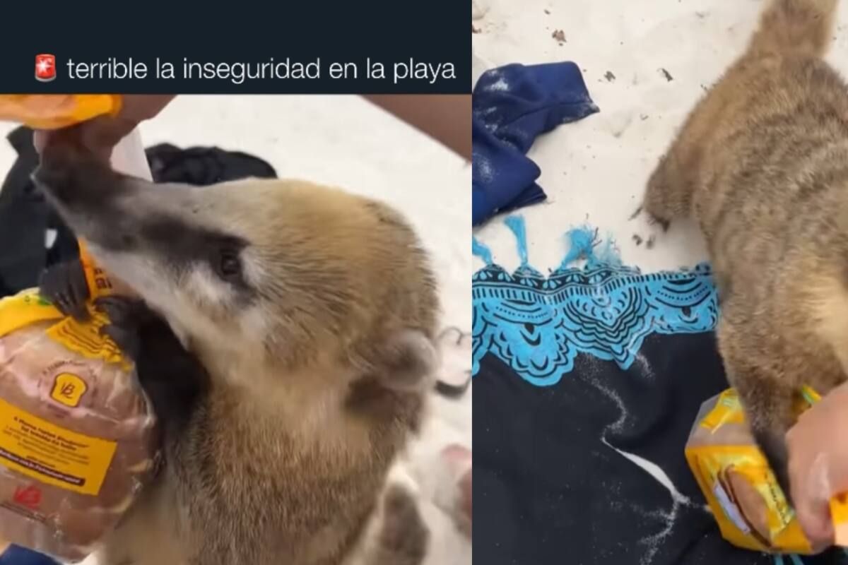 Coatí les roba el almuerzo a turistas en la playa y se vuelve viral