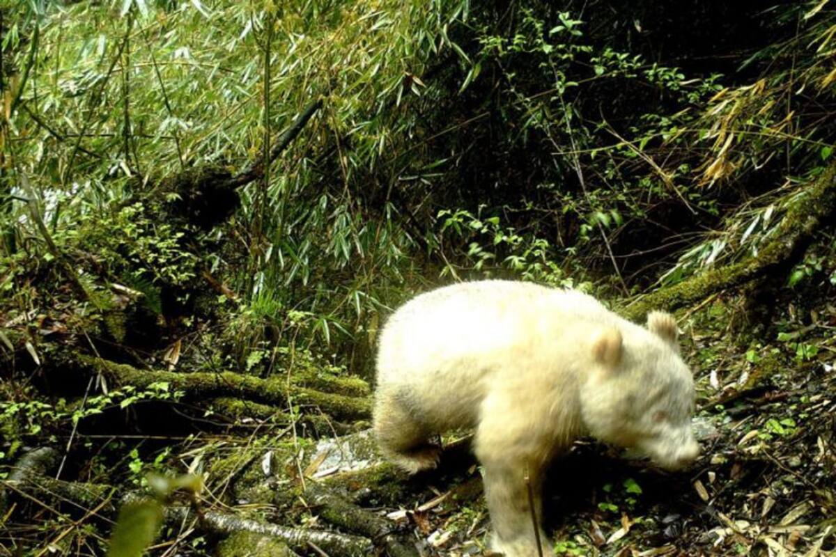 Primer fotografía capturada de un panda albino