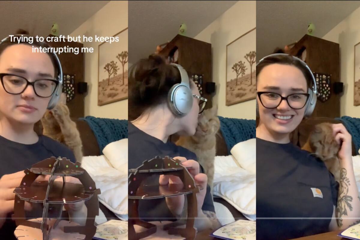 Gato ciego conmueve en redes: siempre interrumpe a su dueña solamente para recibir cariños (VIDEO)