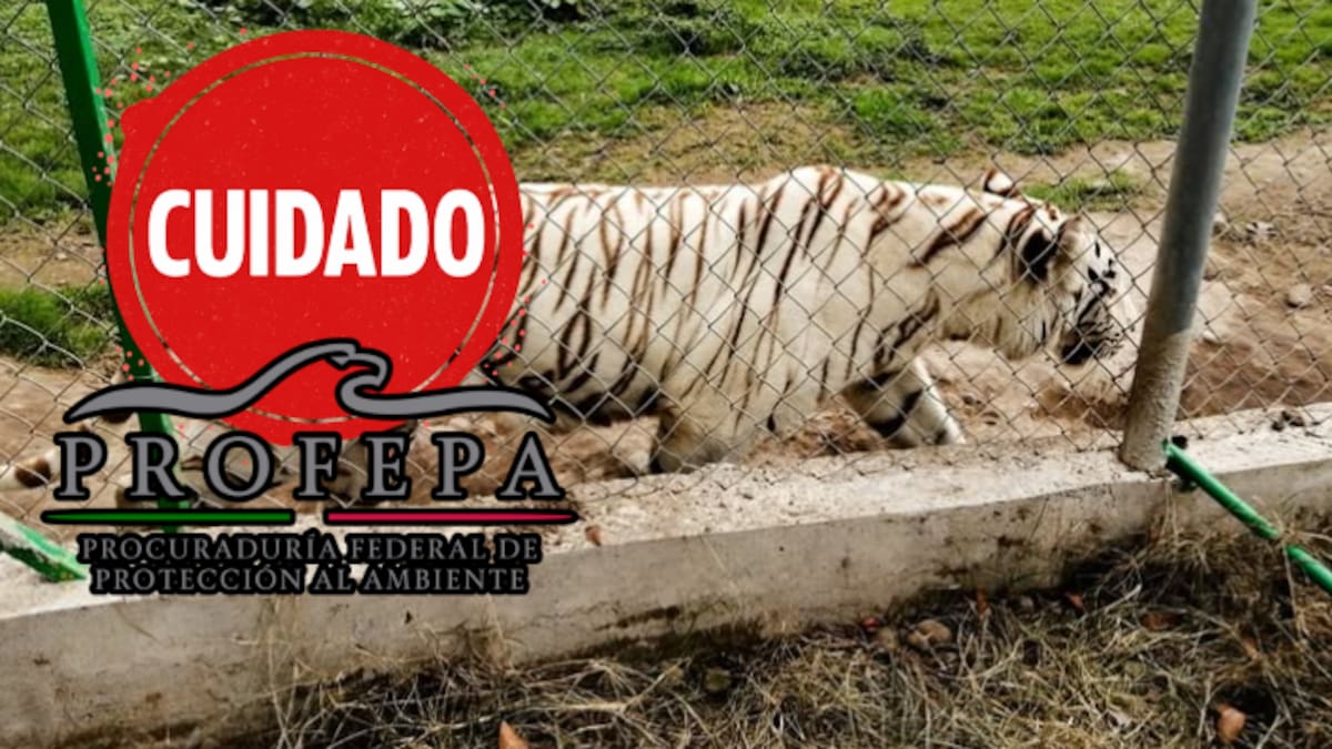 Se escapa tigre de bengala en Puebla tras fuertes lluvias: autoridades piden no acercarse y reportar al 911
