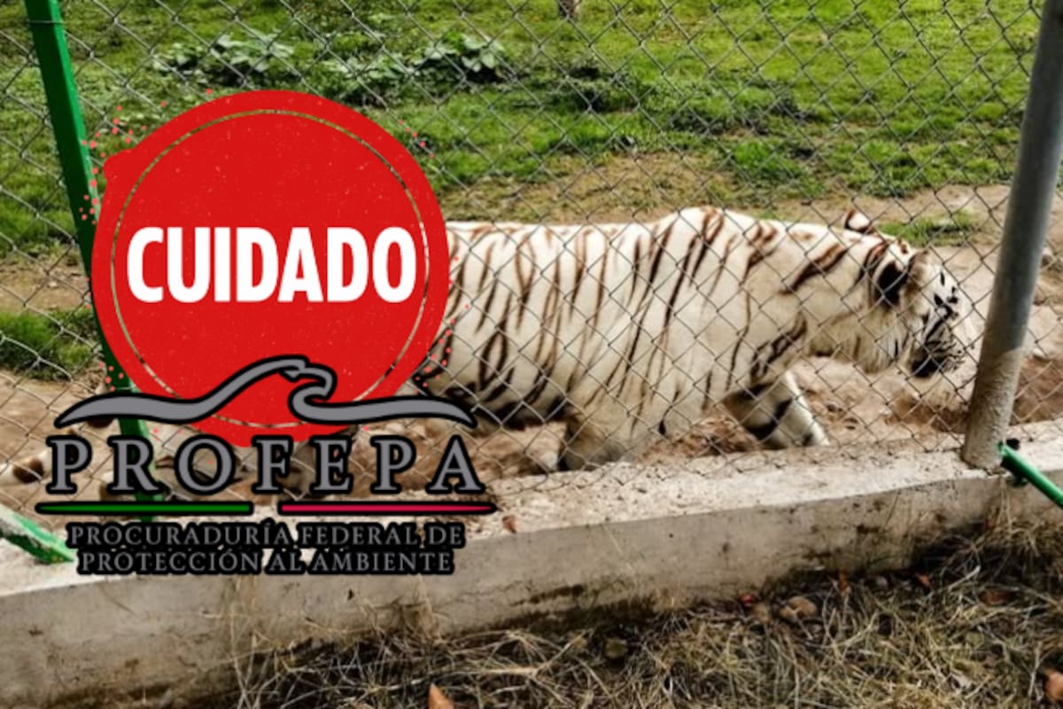 Se escapa tigre de bengala en Puebla tras fuertes lluvias: autoridades piden no acercarse y reportar al 911