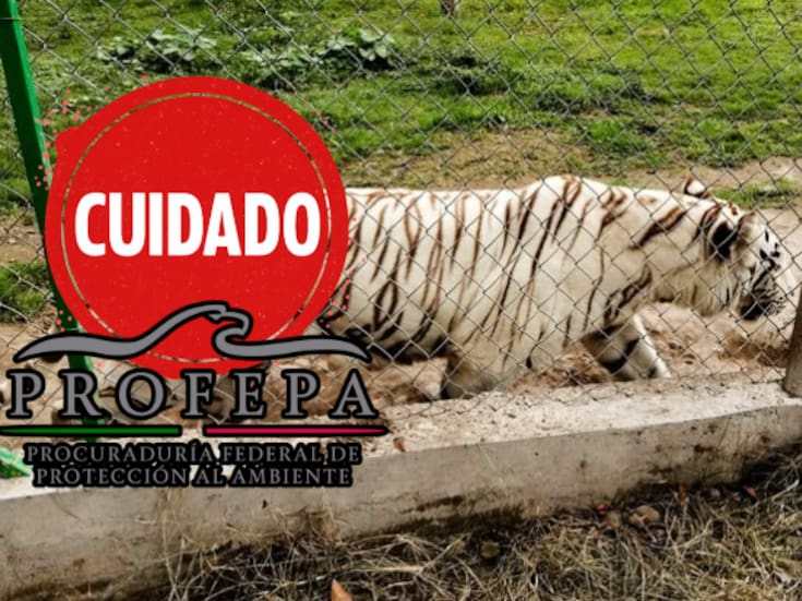 Se escapa tigre de bengala en Puebla tras fuertes lluvias: autoridades piden no acercarse y reportar al 911