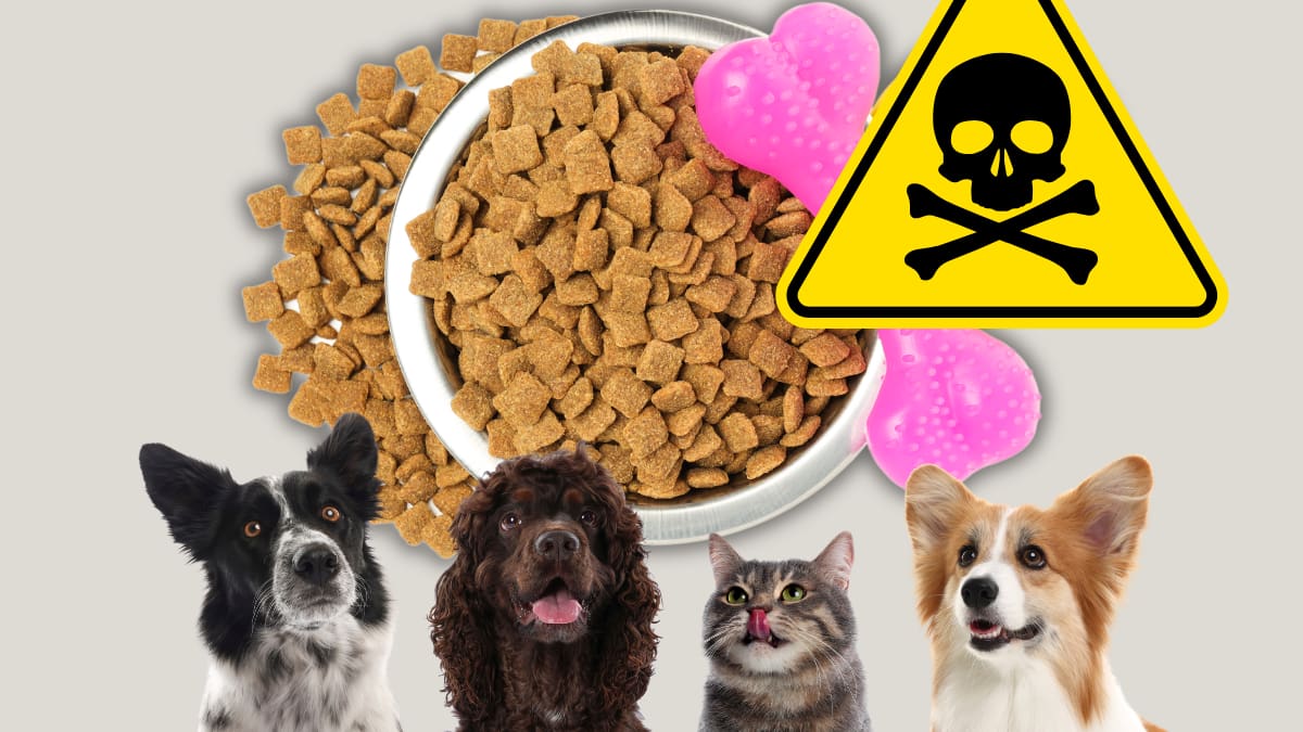Famosa comida para gatos y perros es retirada urgentemente; FDA alerta que puede causar convulsiones y otros problemas graves