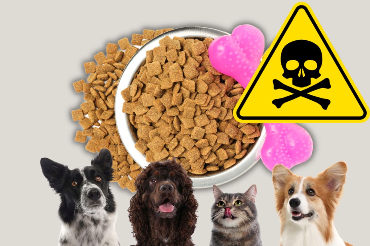 Famosa comida para gatos y perros es retirada urgentemente; FDA alerta que puede causar convulsiones y otros problemas graves