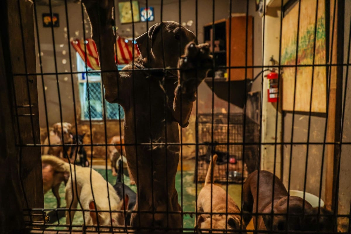 Impulsarán iniciativas contra abandono y maltrato animal en Baja California