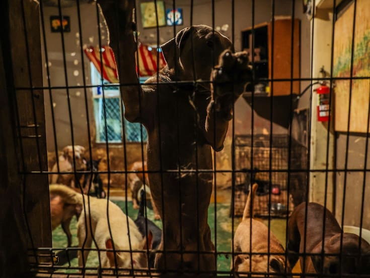 Impulsarán iniciativas contra abandono y maltrato animal en Baja California