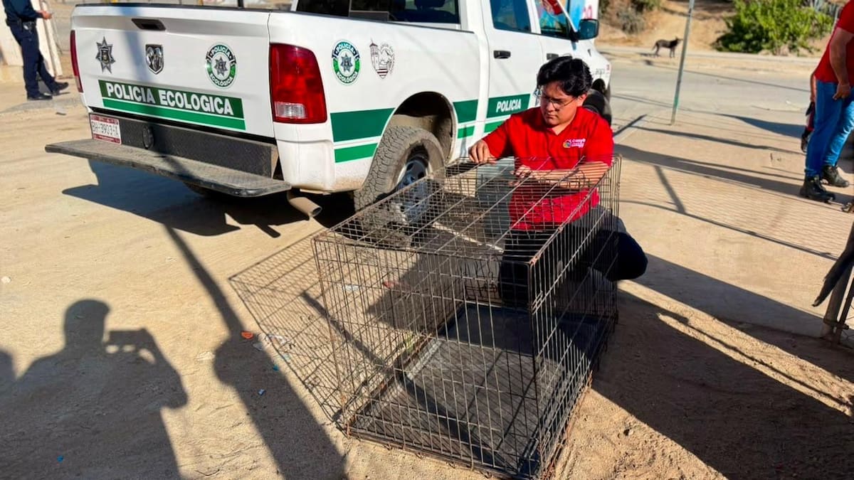 Autoridades municipales trasladaron a dos perros adultos y nueve cachorros al Centro de Atención Canina y Felina tras una denuncia ciudadana en Ensenada.
Fotos: Cortesía.