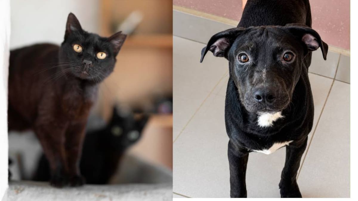 Piden frenar adopciones de mascotas de color negro durante Halloween para evitar sacrificios