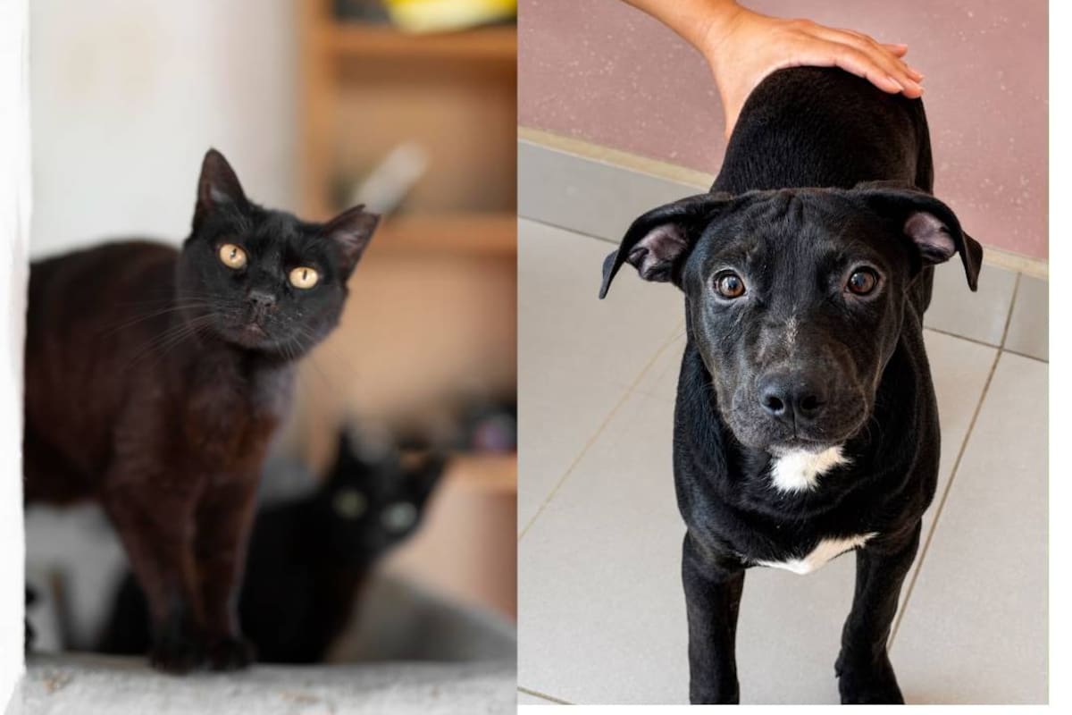 Piden frenar adopciones de mascotas de color negro durante Halloween para evitar sacrificios