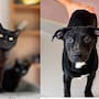Piden frenar adopciones de mascotas de color negro durante Halloween para evitar sacrificios