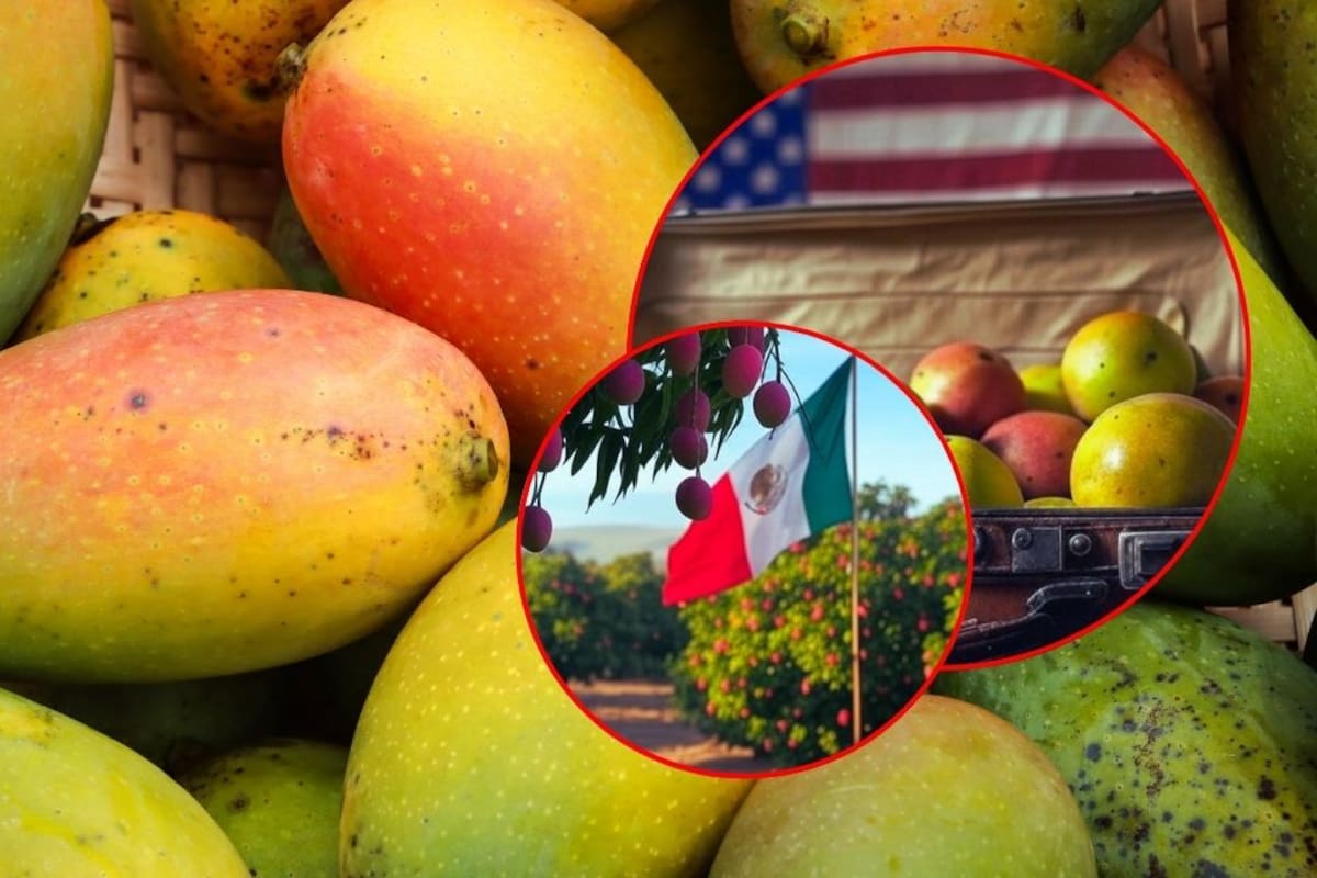 Exportadores de mango en México buscan nuevos mercados ante posibles aranceles de EU