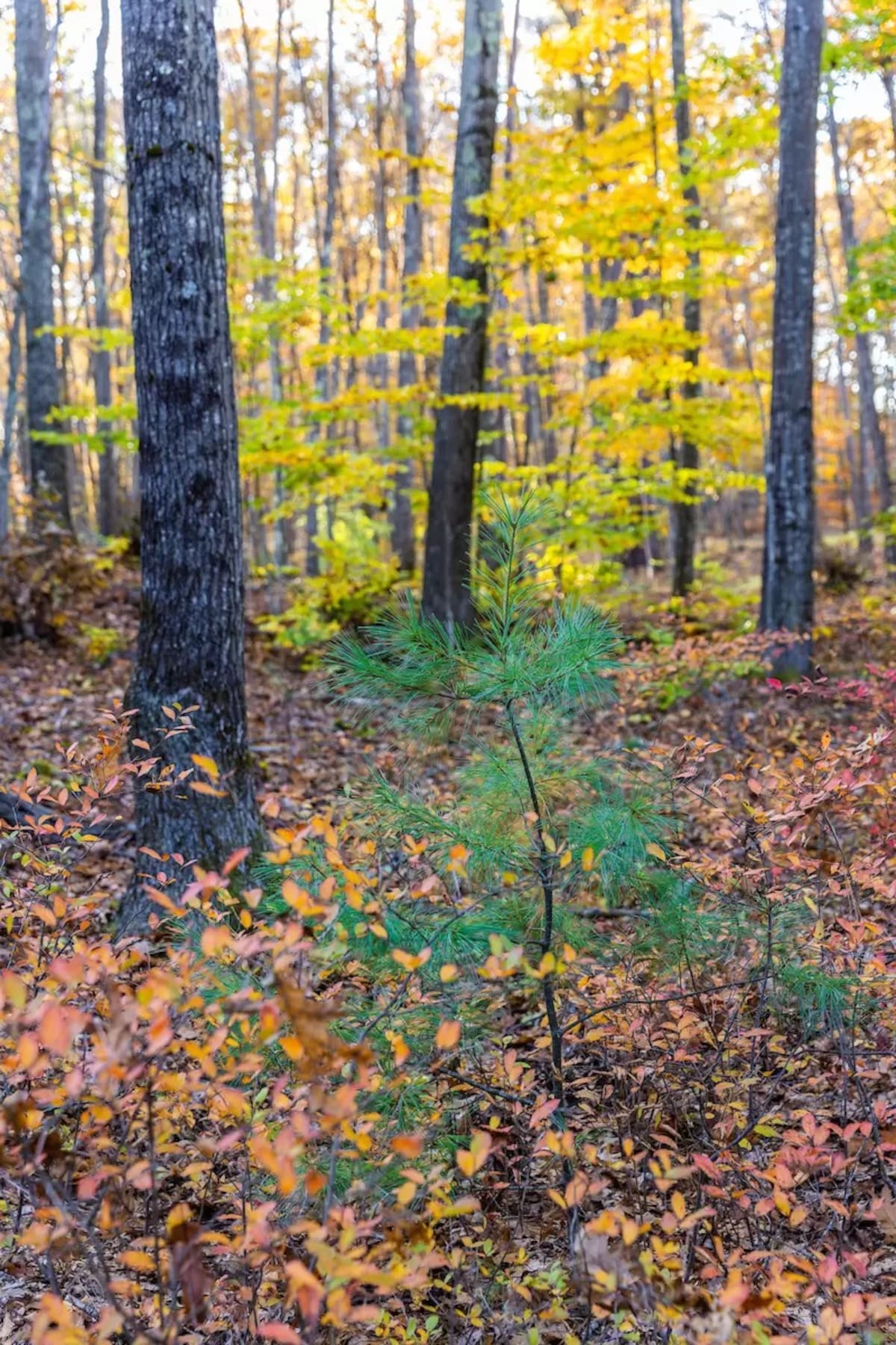Reserva Forestal Fuller. Foto: Yorklandtrust