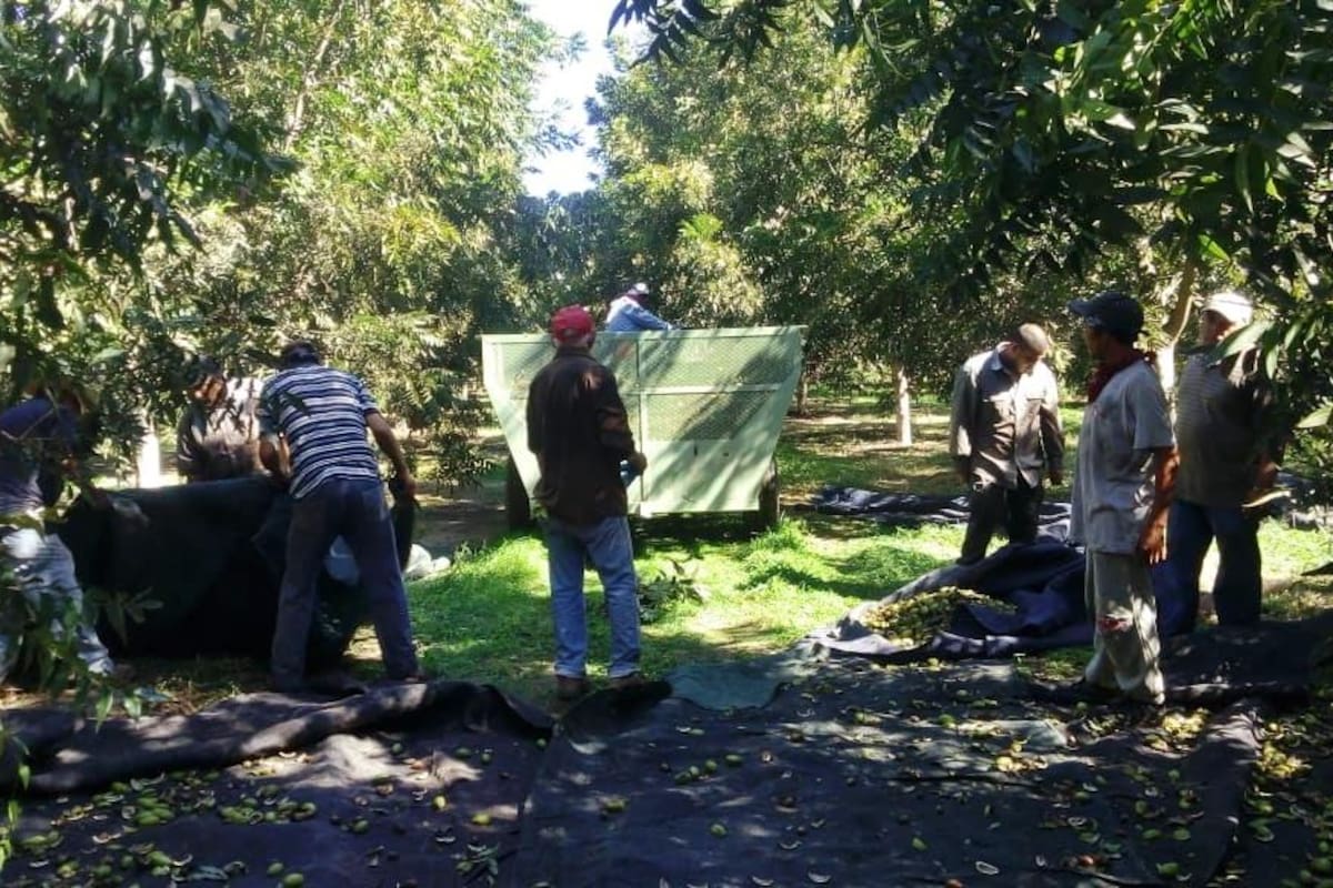 Prevén productores mejor panorama para la nuez
