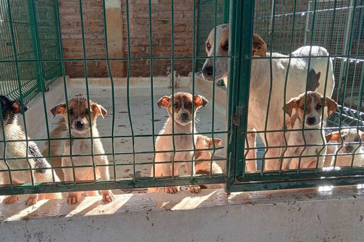 Ofrecen en adopción 18 cachorros en CO
